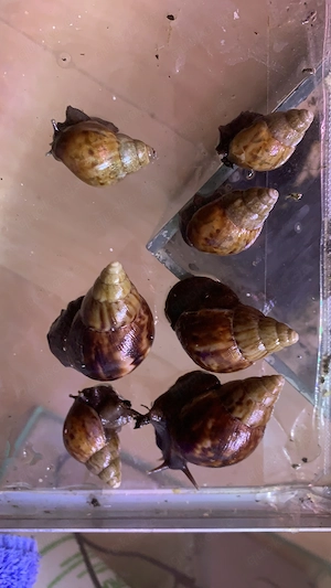 Achatschnecken Jungtiere NZ Wildfarben 