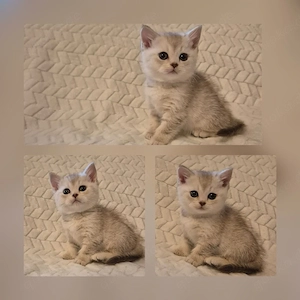 BKH Kitten
