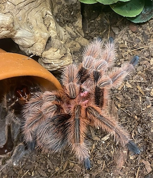 grammostola rosea