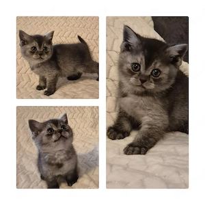 BKH Kitten