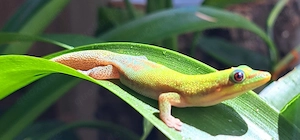 Phelsuma laticauda Goldstaubtaggecko weibl.