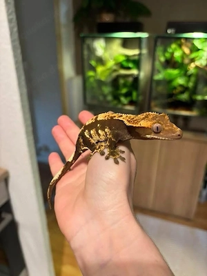 Kronengecko weibchen Harlequin