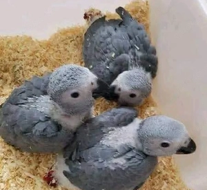 Drei junge Graupapageien zu verkaufen