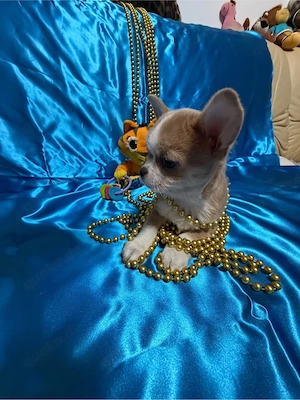 Chihuahua-Welpe zu verkaufen