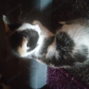 Kätzchen, Katze Hauskätzchen 