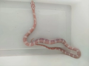 Kornnattern Nz 25 Snow