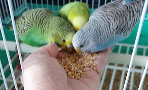 Wellensitiche sehr zahm 9 bid 11 Wochen alt