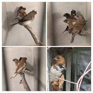 Japanische Mövchen + Zebrafinken