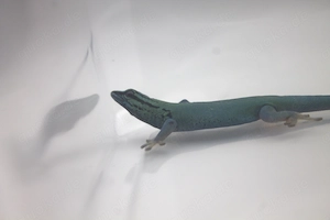 Lygodactylus williamsi aus eigener Nachtzucht (1.0)