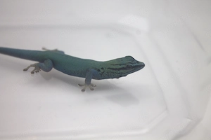 Lygodactylus williamsi aus eigener Nachtzucht (1.0) Bild 2