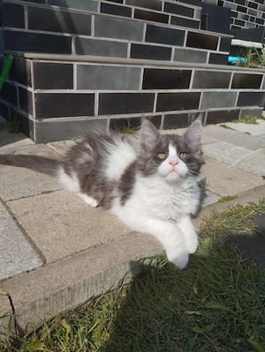 Mit Stammbaum Kitten Bild 5