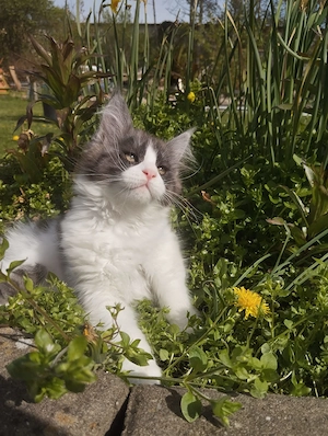 Mit Stammbaum Kitten Bild 4