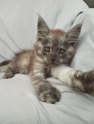 Maine Coon Kitten mit Stammbaum