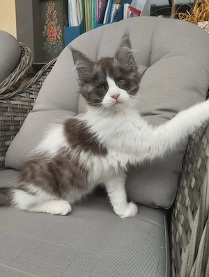 Mit Stammbaum Kitten Bild 6