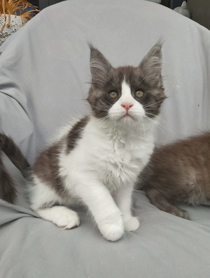 Mit Stammbaum Kitten