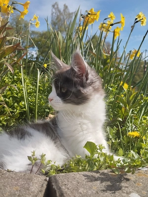 Mit Stammbaum Kitten Bild 3