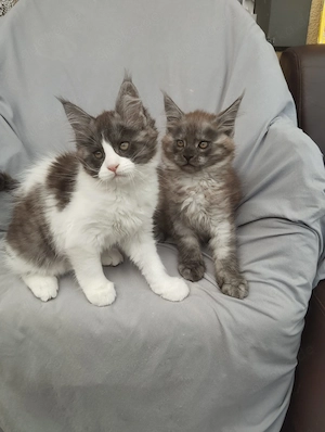 Maine Coon Kitten Mit Stammbaum