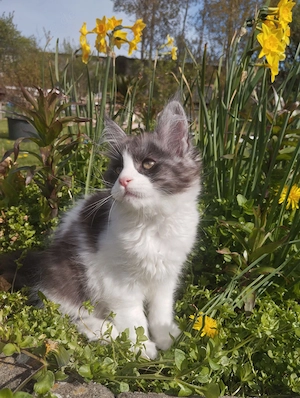 Mit Stammbaum Kitten Bild 2