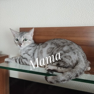 Wunderschönes Bengal Mädchen mit Stammbaum. Abgabebereit! Bild 9