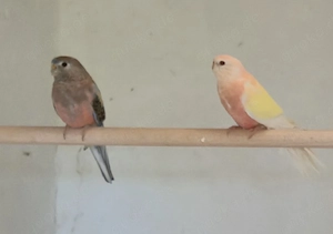 Bourkesittiche abzugeben.