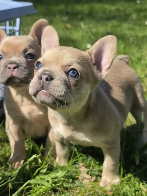 Französische Bulldogge Mädchen 