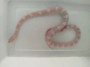 Kornnattern Nz 25 Snow