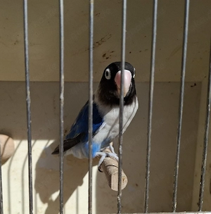 Schwarzköpfchen Henne