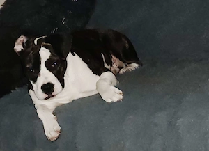 Hündin nala sucht ein neues Zuhause 