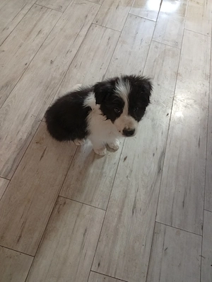 Hunde Welpen zu verkaufen 