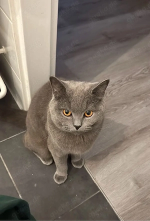 british kurzhaar team