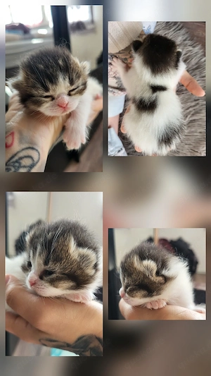 zuckersüße BKH BLH kitten 