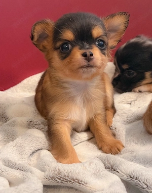 2 Langhaar Chihuahua-Welpen Rüden mit Ahnentafel abzugeben   