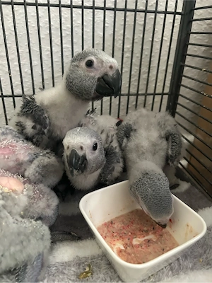 Graupapageien-Babys abzugeben