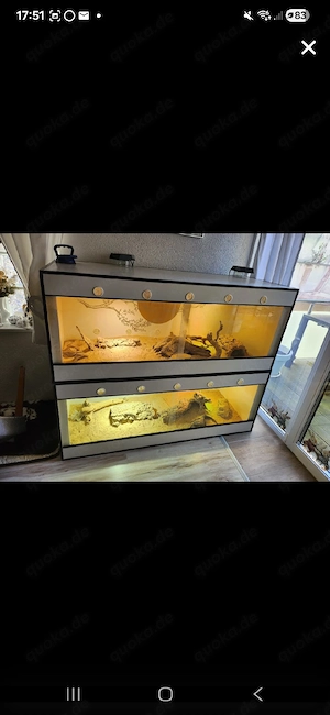 Bartagamen-Dame  Stella  mit komplettem Terrarium abzugeben   