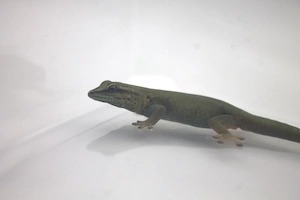 Lygodactylus williamsi aus eigener Nachzucht (0.0.1)