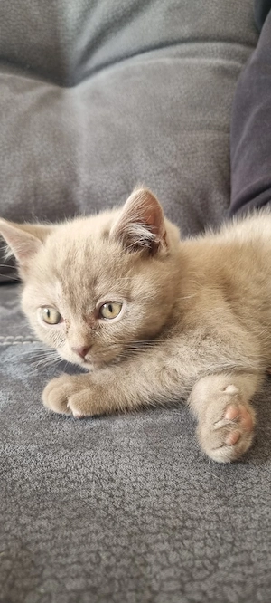 Bkh-Katerchen in liebevolle Hände abzugeben. 