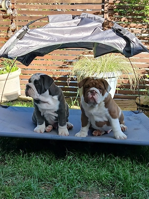 old english bulldog welpen 