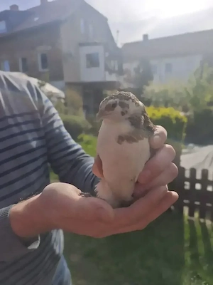 Wachtelhahn abzugeben 