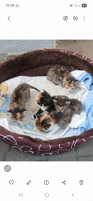 Katzenkinder Kitten ab Ende Juni abzugeben 