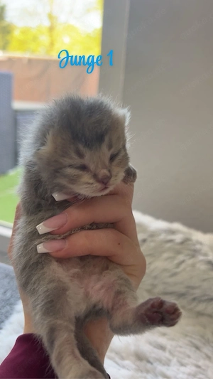 BKH Chinchilla Kitten seltene Farben 