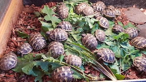 Griechische Landschildkröten (testudo hermanni boettgeri)