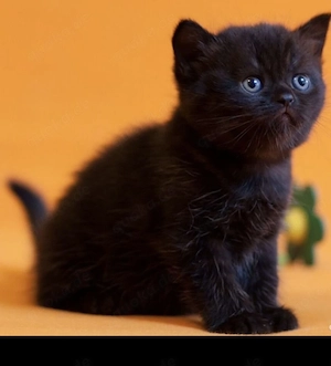 BKH Mix Kitten
