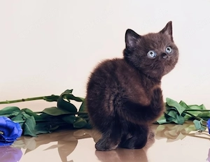 BKH - Ragdoll mix Kitten