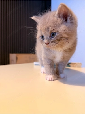 Bkh kitten