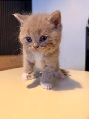 Bkh kitten