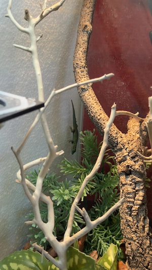 Lygodactylus williamsi aus eigener Nachzucht (0.0.1)