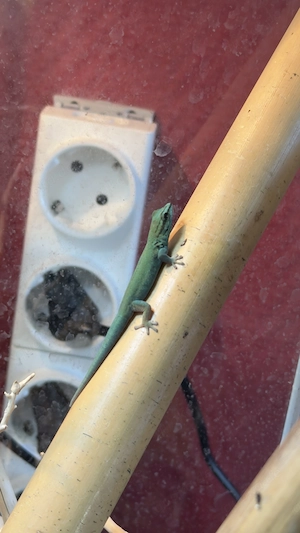 Lygodactylus williamsi aus eigener Nachzucht (0.0.1)