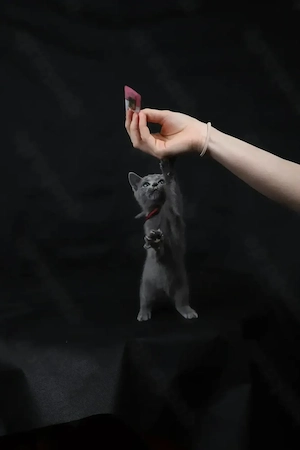 Russisch Blau Kätzchen (Mädchen)