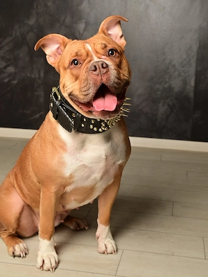 Old English Bulldog Deckrüde gesucht