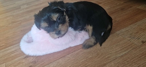 Yorkshire terrier Welpen 